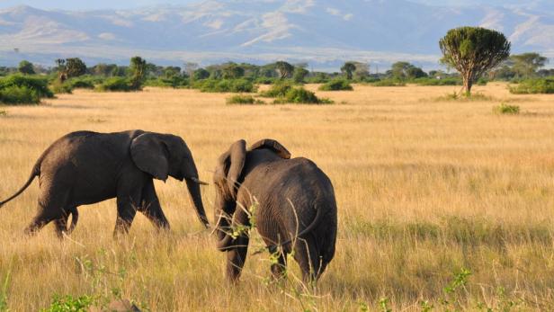 Afrika: Safari à la carte