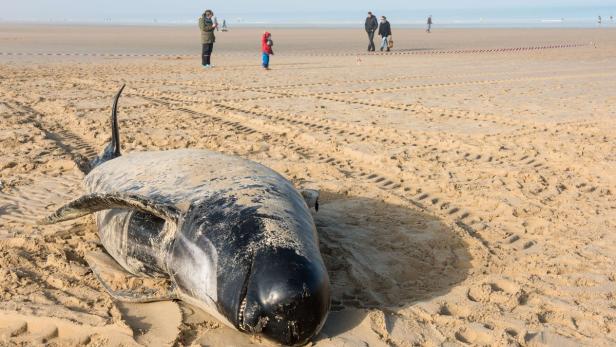 Ein gestrandeter Wal liegt am Strand, im Hintergrund sind Menschen zu sehen.