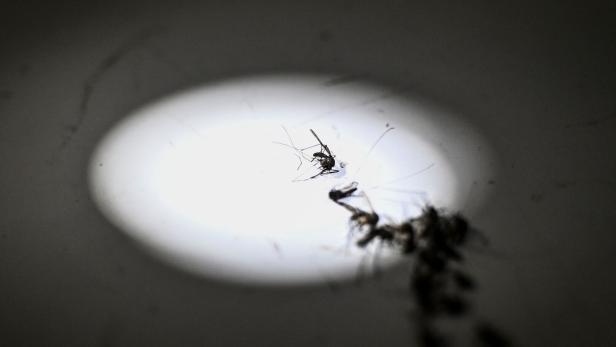 Stechmücken aus der Anopheles-Familie sind der wichtigste Übertrager der Malaria. 
