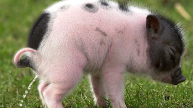 Die Haltung junger Minischweine ist wenig problematisch. Schwierig wird es aber, wenn sie 100 Kilo wiegen.