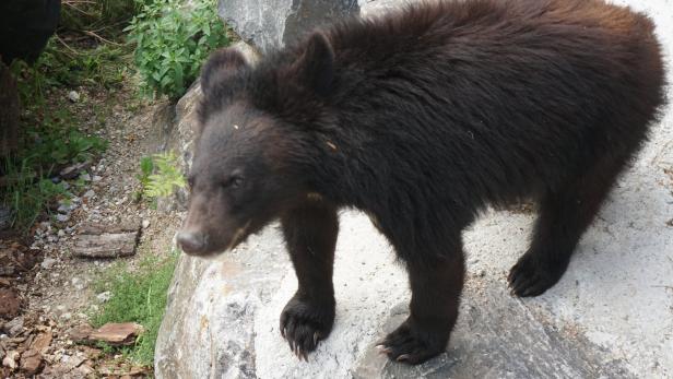 Kragenbär Dimitri haust im neuen Gehege bis Partnerin aus der Ukraine kommt