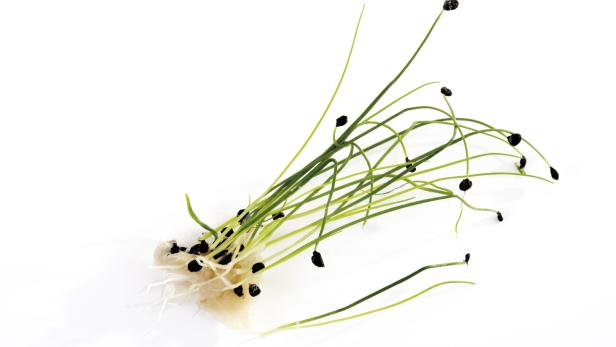 Schnittlauchsprossen mit Wurzeln und Samenkapseln auf einem weißen Hintergrund.