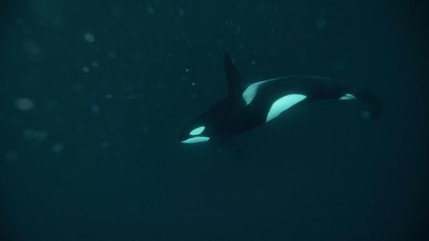 Großes Rätsel um Orca-Angriffe: Warum Wale Boote angreifen
