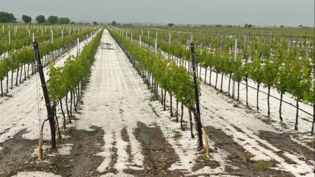 Unwetterschäden: Hagel kostet Landwirtschaft rund 1,3 Millionen Euro