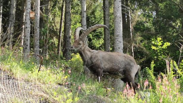 Steinbock