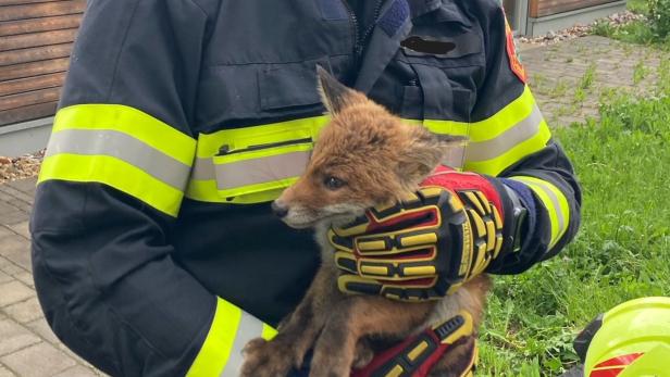 Feuerwehrmann hält Fuchs