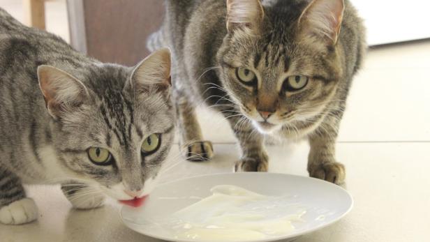 Katzen, die keine Verdauungsprobleme haben, dürfen Joghurt schlecken.