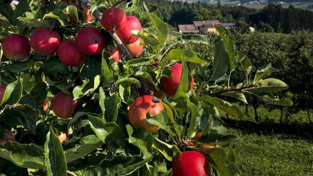 Reife, rote Äpfel hängen an einem Baum in der Steiermark.