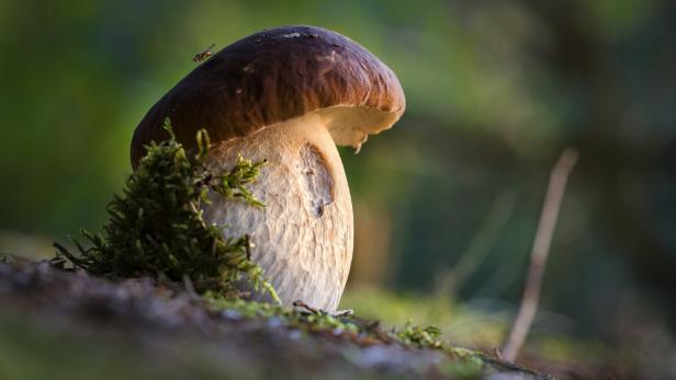 Ungewöhnliche Pilzsaison: Es gibt bereits Eierschwammerl und Steinpilze