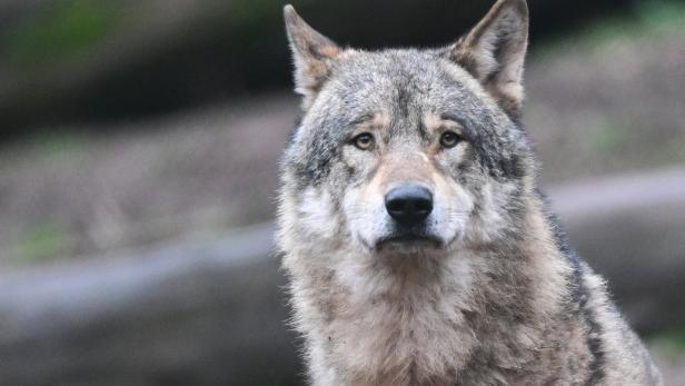 Mölltaler Bürgermeister soll wegen Wolfsabschüssen wieder vor Gericht