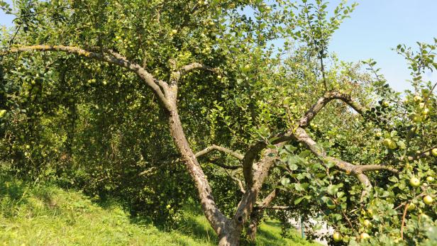 Der historische Höchststand des Streuobstbaus im Burgenland lag in den 1950ern bei etwa 1,5 Millionen Bäumen. Heute finden sich im Südburgenland noch etwa 3.000 Hektar Streuobstwiesen.