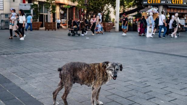 Straßenhund in der Nähe des Taksim Platzes in Istanbul, Türkei. 