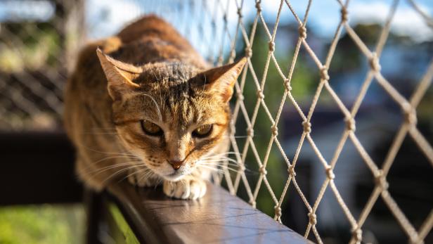 Eine Katze sitzt auf dem Balkongeländer, das mit einem Netz gesichert ist.