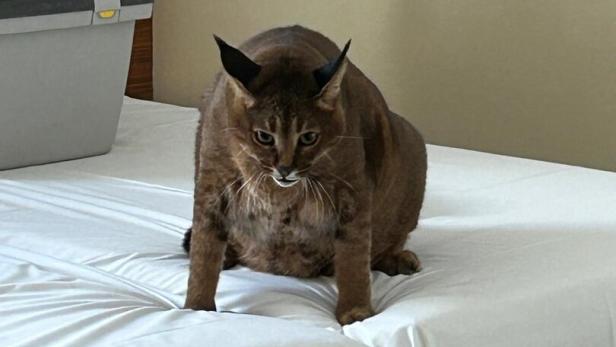 Falschgeld: Betrüger lebte mit übergewichtiger Wildkatze in Wiener Hotel