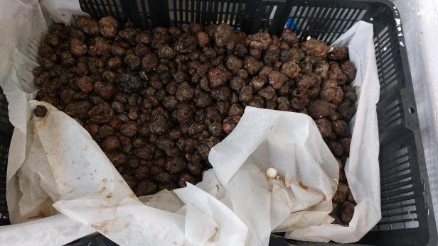 ++ HANDOUT ++ 2 KILO TRÜFFEL IN PAKETEN AM FLUGHAFEN WIEN ENTDECKT UND VERNICHTET