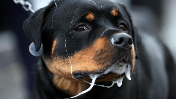 Crufts dog show in Birmingham