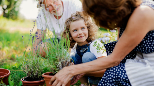 Mädchen hilft Großeltern im Garten beim Einpflanzen