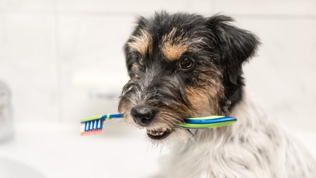 Ein Jack Russel Terrier sitzt mit einer Zahnbürste im Maul im Badezimmer.