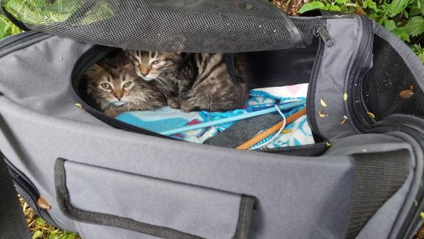 Zwei Kätzchen in Kärnten ausgesetzt: Suche nach Besitzer läuft