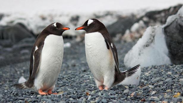 Pebbling: Welche Bedeutung hat der Dating-Trend? Zwei Pinguine stehen sich an einem Steinstrand gegenüber