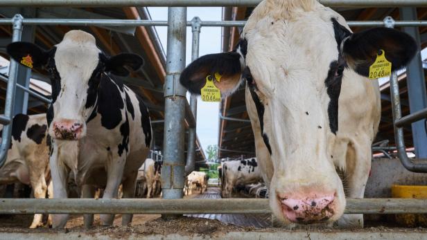 Milchwirtschaft: Mehr Billigimporte, weniger Bio