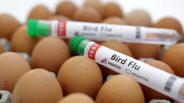 Weltweit erster Todesfall nach Infektion mit Vogelgrippe-Subtyp 