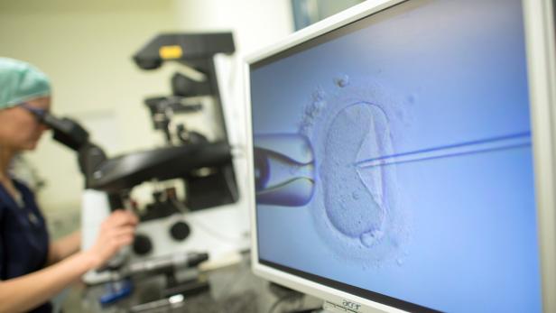 Künstliche Befruchtung: Ein Monitor zeigt in einem Kinderwunschzentrum in Magdeburg in Sachsen-Anhalt eine Intrazytoplasmatische Spermieninjektion (Icsi). Bei der Behandlung wird einer Eizelle ein Spermium injiziert. Im Hintergrund sitzt eine Biologin an dem Mikroskop und steuert den Vorgang.