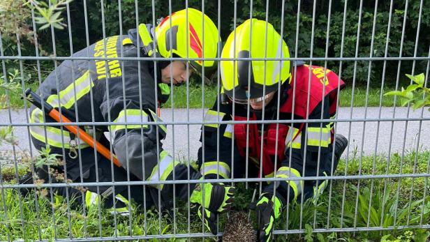 Feuerwehr befreite Igel aus Zaun in Baden