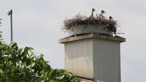 Storchennest in Euratsfeld mit hungrigen Halbwaisen