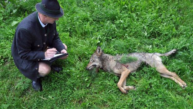 Hubert Stock, Wolfsbeauftragte des Landes Salzburg, mit dem Kadaver des mutmaßlichen Schadwolfs