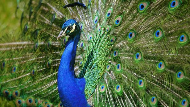 beautiful peacock shows its awesome feathers