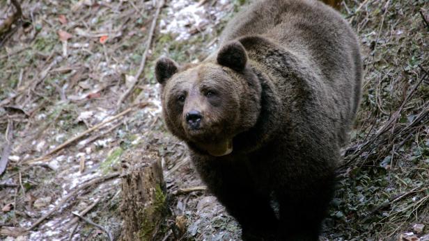 FILE PHOTO: Yurka, an 8-year-old female brown bear, walks in the Saint Romedio sanctuary in Sanzeno, in the northern Italian province of Trento