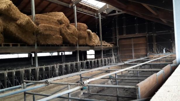 95 Rinder notgeschlachtet: Betrieb kassierte Tierschutzförderung