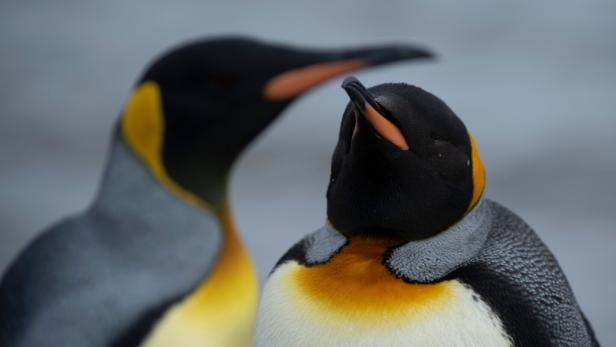 Zwei Pinguine schnäbeln.