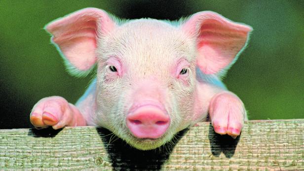 Retourkutsche für EU-Strafzoll auf E-Autos: China könnte heimischen Schweinemarkt abstrafen