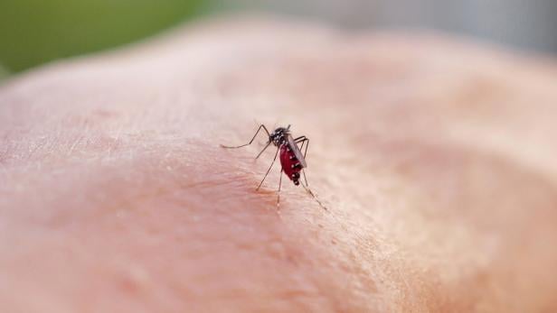 Immer mehr Dengue-Infektionen in Italien - wird der Urlaub gefährlich?