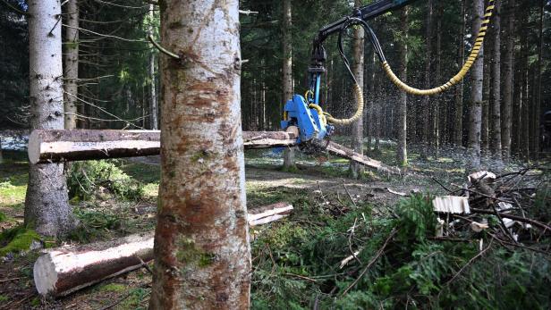 EU-Entwaldungsverordnung: Elfenbeinturm trifft auf Realität