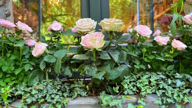 Gartentipp: Was tun, wenn Rosen schon vor dem Blühen vertrocknen