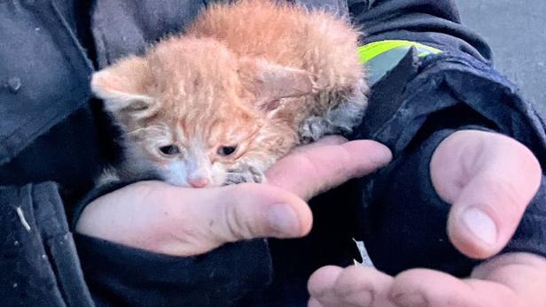 Bei Großbrand entdecktes Katzenbaby hat neues Zuhause gefunden