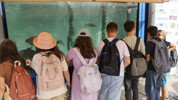 Mobiles Aquarium für Artenschutz: Kleine Fische ganz groß