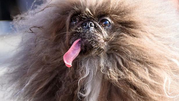 Fragwürdige Ehre: Das ist der "hässlichste Hund der Welt"