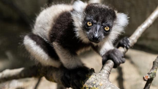 Vom Aussterben bedrohter Vari hat Nachwuchs im Zoo Schmiding