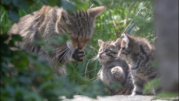 Wildkatzen-Drillinge am Wilden Berg in Mautern zur Welt gekommen