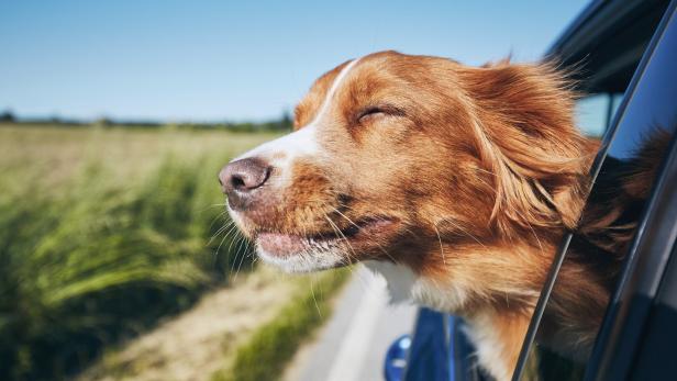 Ein Hund streckt den Kopf aus dem Autofenster und genießt den Fahrtwind.