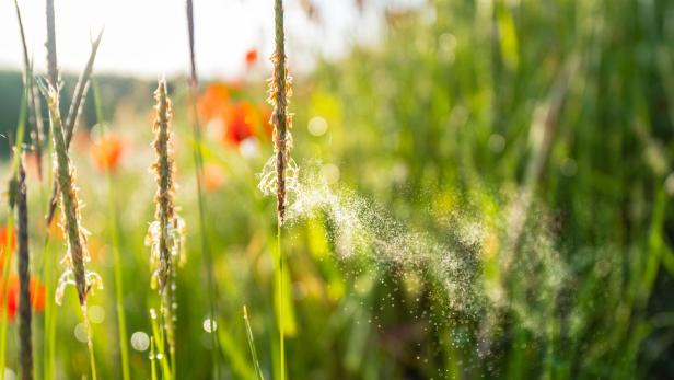 Die Saison der Gräserpollen wird sich über die nächsten Jahrzehnte aufgrund des Klimawandels nach hinten verlängern.