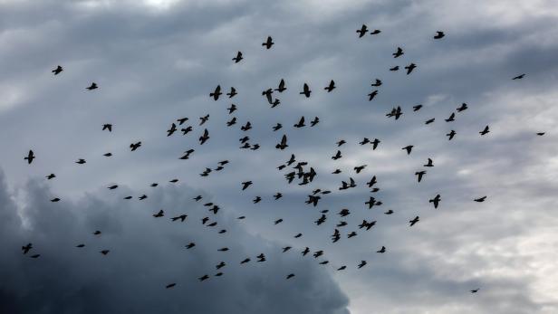 Vögel fliegen dem Tornado rechtzeitig davon.
