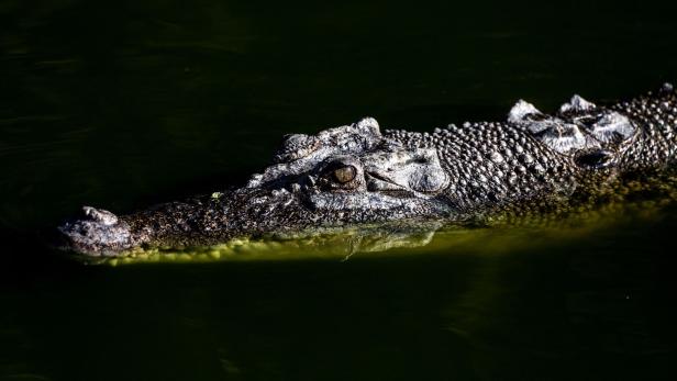 Überreste gefunden: Vermisstes Mädchen (12) von Krokodil getötet