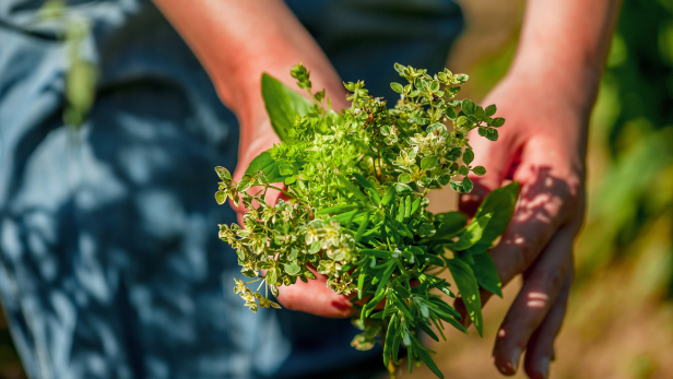 Jemand hält einen Bund verschiedener Sommerkräuter in den Händen.
