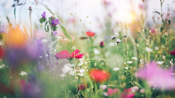 Flower Power Flower Power