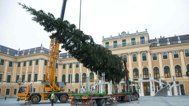 Ab 21. November ziert der Baum den Kultur- und Weihnachtsmarkt vor Schönbrunn.